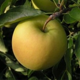 Manzana Early Red One : Manzana con un tamaño superior a la media. Piel roja brillante. De las más dulces y jugosas.  Manzanas Golden Delicious : de tamaño ligeramente más grande al normal. La piel des de color amarillo con tintes verdosos. Su pulpa es blanca-amarillenta y muy dulce y crujiente al paladar. Manzana muy aromática.  Manzanas Jonago Red : Manzana de importación, grande y de colores rosa y verde. Su pulpa es de color amarillo y con un punto de acidez. Se conserva muy bien.  Las Manzanas son ricas en ácido tartárico, pectina, ácido málico, fructosa, fibra y tanino, que es un astringente poderoso. Son un potente antioxidante y, al contener pectínidos, ayudan a destruir el colesterol. Las Manzanas tienen propiedades que favorecen el sistema circulatorio y el funcionamiento del corazón.  Las Manzanas consumidas sin pelar combaten el estreñimiento y, peladas, los procesos diarreicos.  Las Manzanas son eficaces para mitigar el consumo excesivo de alcohol. Si se consumen con piel aportan polifenoles y flavonoides que son substancias efectivas contra el cáncer y en los procesos de dietas especiales.   También ayudan a fortalecer las encías, a prevenir el reumatismo y la artritis y, en conjunto, es un antivírco eficaz.  Las Manzanas se consumen sin preparación alguna pero, en gastronomía, se elaboran asadas y en guisos, guarniciones, confituras, mermeladas, compotas, caramelizadas. Otro de sus usos más extendidos es para la confección de licores y sidras.   Las Manzanas no deben congelarse. Lo más adecuado es conservarlas a temperatura ambiente o, en el frigorífico, sin pasar los 8ºC. 